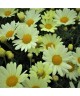 Kopretinovec (Argyranthemum) DAY–ZEE VANILLA
