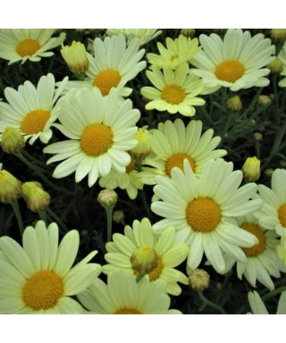 Kopretinovec (Argyranthemum) DAY–ZEE VANILLA