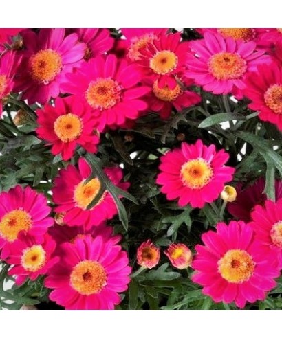 Kopretinovec (Argyranthemum) DAY–ZEE WINE RED