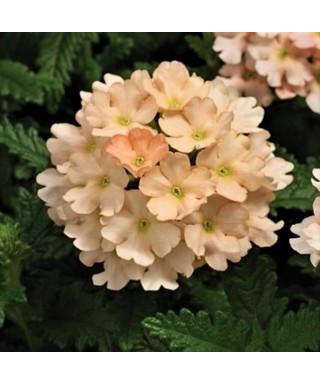 Sporýš (Verbena) BROSKVOVÁ