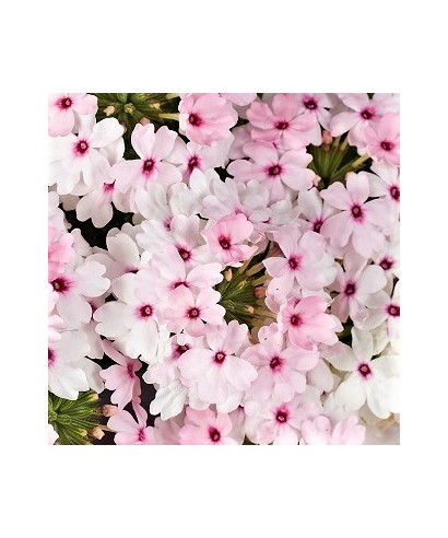 Sporýš (Verbena) RŮŽOVÁ