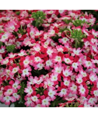 Sporýš (Verbena) RŮŽOVO–ČERVENÁ