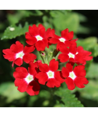Sporýš (Verbena) ČERVENÁ