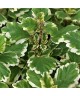 Molice (Plectranthus)