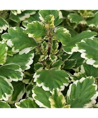 Molice (Plectranthus)