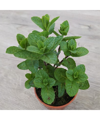 Máta MOJITO